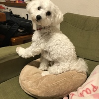 蘭丸