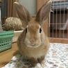 保護うさぎ(温泉うさぎ)ホリスちゃん サムネイル1