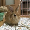 保護うさぎ(温泉うさぎ)ホリスちゃん サムネイル2