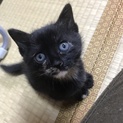 チビチビ☆黒サビちゃん生後２ヶ月