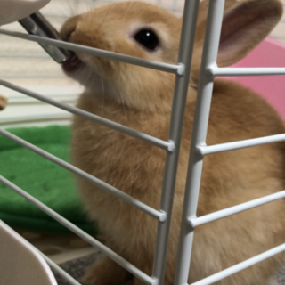 大切に飼っていただける方よろしくお願いします。