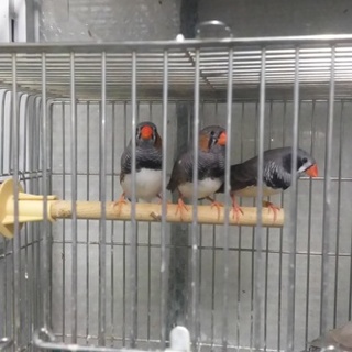 ステキな里親様がみつかりました。皆様に感謝します