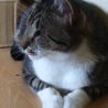 にゃんこ応援隊