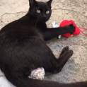 黒猫さんは福の象徴ですよ♪