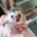 生後２カ月半のハリネズミ女の子