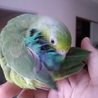 マメルリハのさくら さん