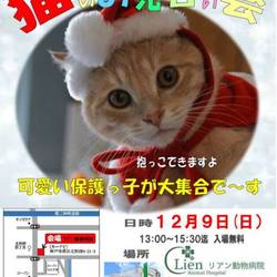 猫のお見合い会