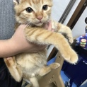 茶トラの男の子❁.*⋆✧°(●´ᆺ`)