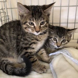 キジトラ♂♀黒猫2匹♀♀、4兄妹の飼い主募集