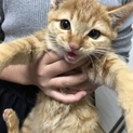 里親募集