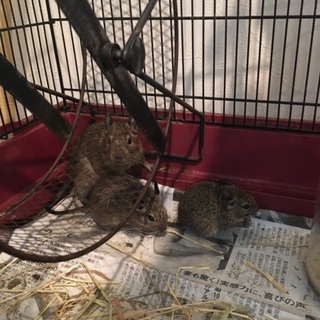 交渉中のため一旦応募を中断させていただいております