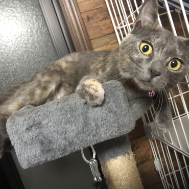 猫タワーの1番上のココが定位置♫