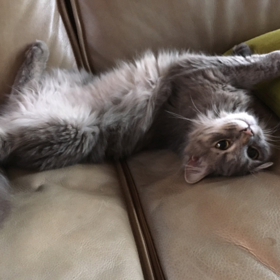 リムのカバー写真