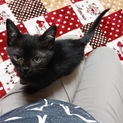 K22 人懐っこい黒猫ちゃん