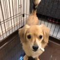 7ヶ月チワックス里親さん募集
