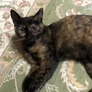 人なれしているサビ猫女の子6ヶ月