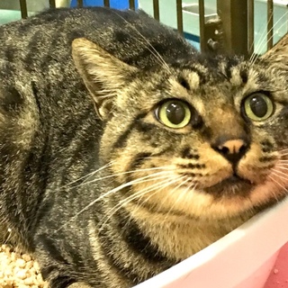 期限超過／大柄だけど甘えん坊で可愛い男の子