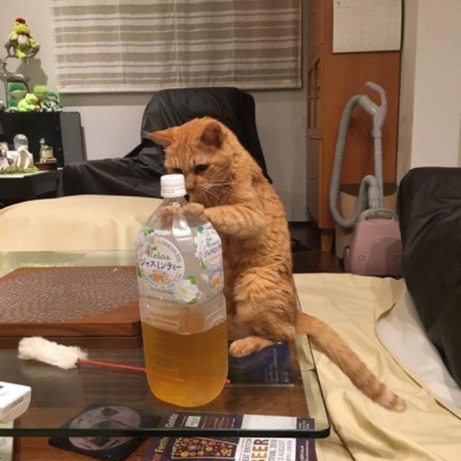 ちびでびるのカバー写真