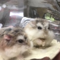 ロボロフスキーハムスター メス2匹です