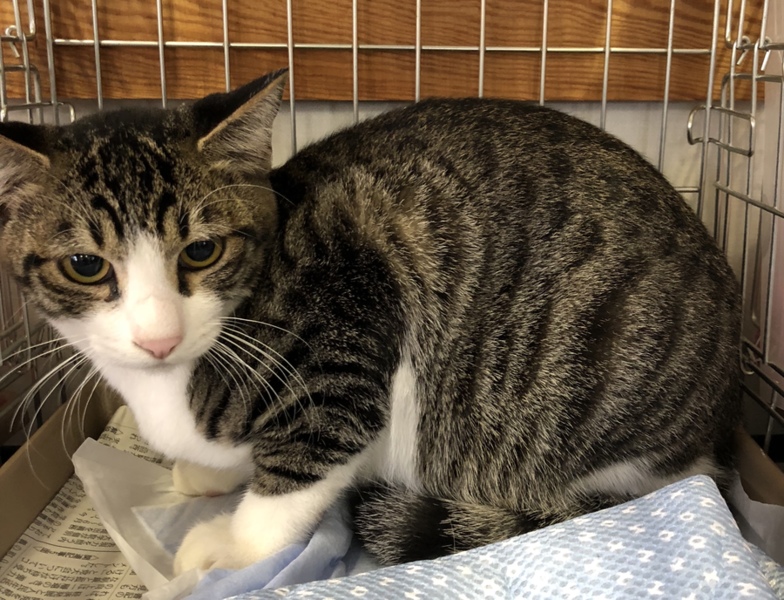 地域猫現場からの保護キジ白兄弟 サムネイル2