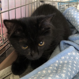 いつもゴロゴロの半長毛黒猫のイケちゃん