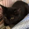 いつもゴロゴロの半長毛黒猫のイケちゃん サムネイル2