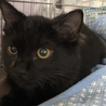 いつもゴロゴロの半長毛黒猫のイケちゃん サムネイル3