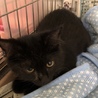 いつもゴロゴロの半長毛黒猫のイケちゃん サムネイル4
