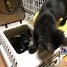 いつもゴロゴロの半長毛黒猫のイケちゃん サムネイル5