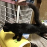 いつもゴロゴロの半長毛黒猫のイケちゃん サムネイル6