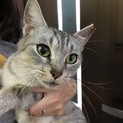 もと飼い猫  人なつこいグレーのトラ柄３歳です