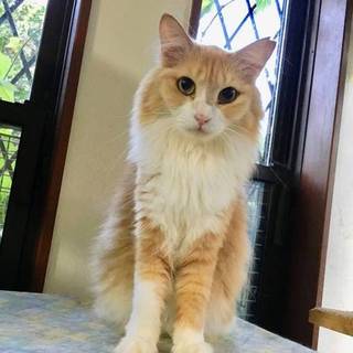 【モアナ】募集を終了しました。