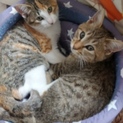 ベタ慣れ子猫(2匹)の里親募集です！