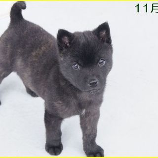 甲斐犬パピー　２カ月♂