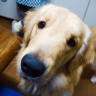 ゴルのべる君 募集やめました