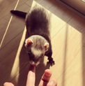 活発なバスバレーフェレットちゃん