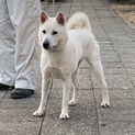 紀州犬　ショータイプの美犬　９か月