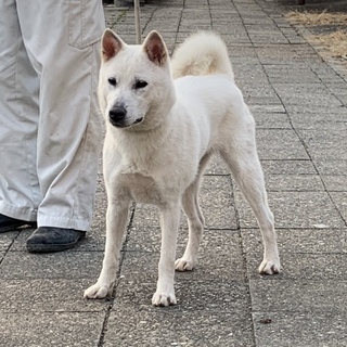 紀州犬　ショータイプの美犬　９か月