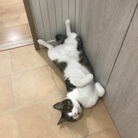 ゲン