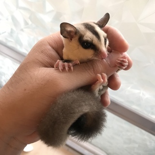 フクロモモンガちゃん里親募集