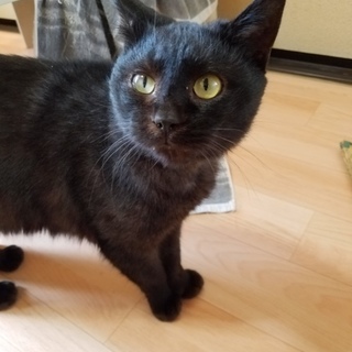 里親さま募集です！