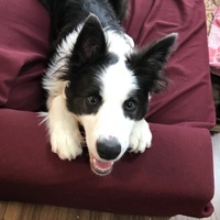 里親 至急募集です