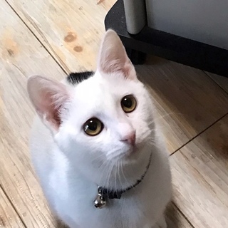 短いしっぽがとってもキュートなチッチ