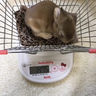 11/1生ま生後12日目 里親募集します