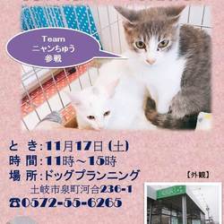 保護猫 譲渡会