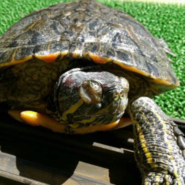 かめと鳥と金魚のかあちゃんのカバー写真