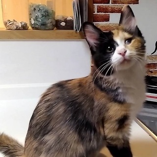 11/18（日）保護猫譲渡会に参加します♪