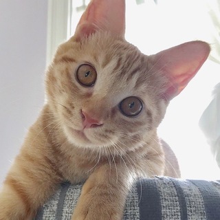 11/18幕張メッセ★ゴルフィくん★くりくり眼さん