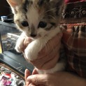 2匹の子猫2カ月過ぎ