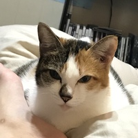 きなこ